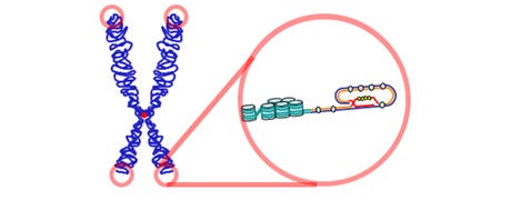 Cromosoma (izquierda) y telómero (derecha)