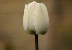 Fotografía de un típico tulipán holandés