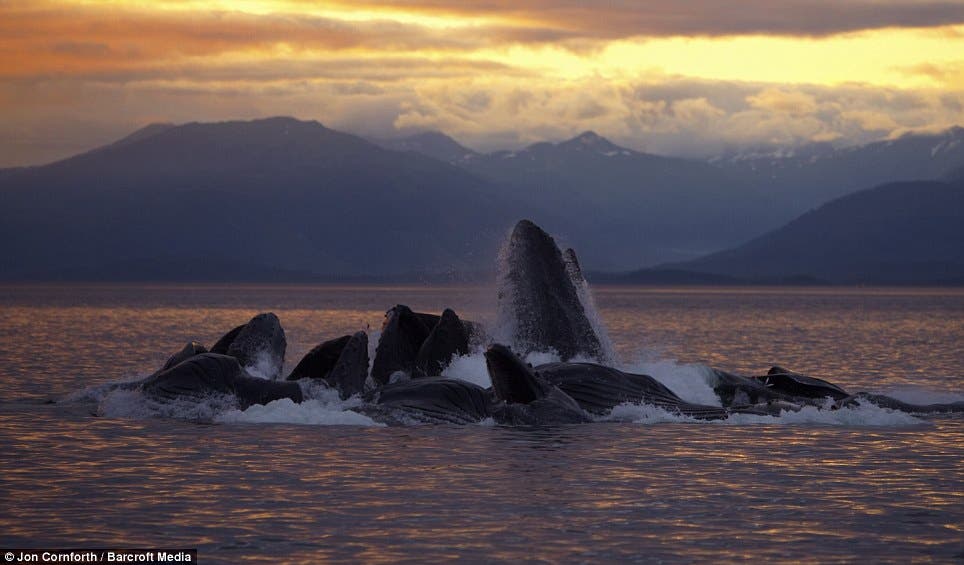 Аляска кит