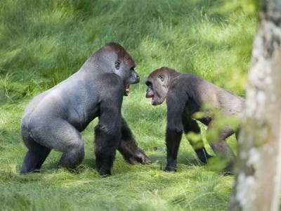 Dos gorilas hermanos 