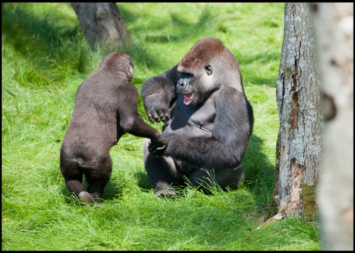 Reencuentro de dos gorilas hermanos