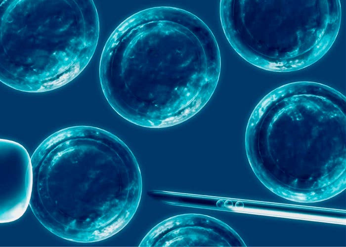 El trabajo con células madre y la medicina regenerativa