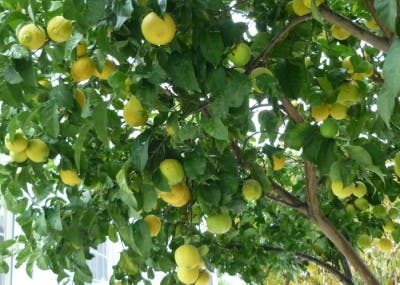 limones limón limorero
