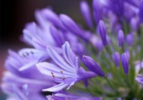 Detalle de la flor violeta