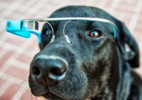 Google Glass para perros