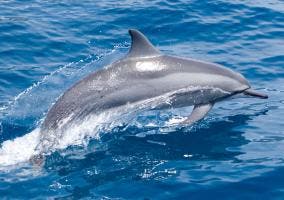 Imagen de un delfín saltando