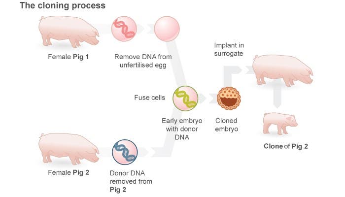 clonacion-cerdos-proceso