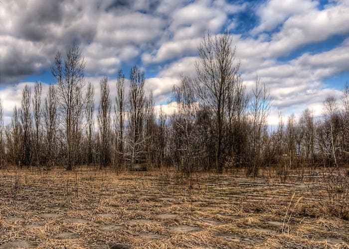 Árboles cerca de Chernobyl
