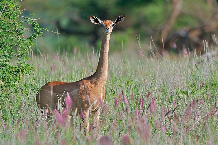 Ejemplar de una rara gacela africana