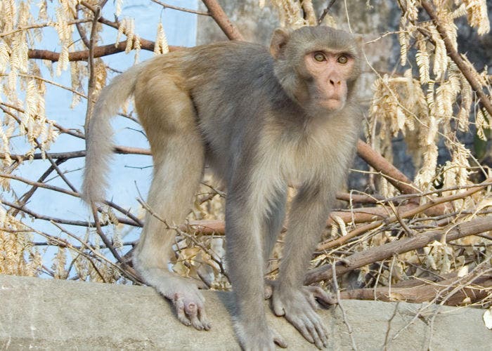 Macaco Rhesus