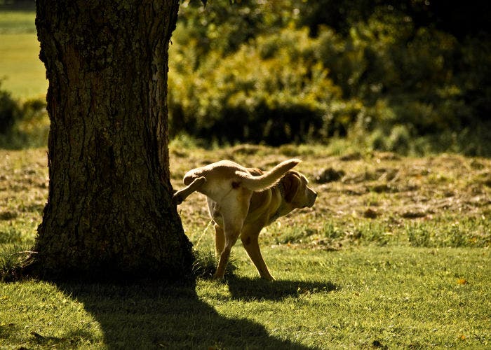Perro orinando en un árbol