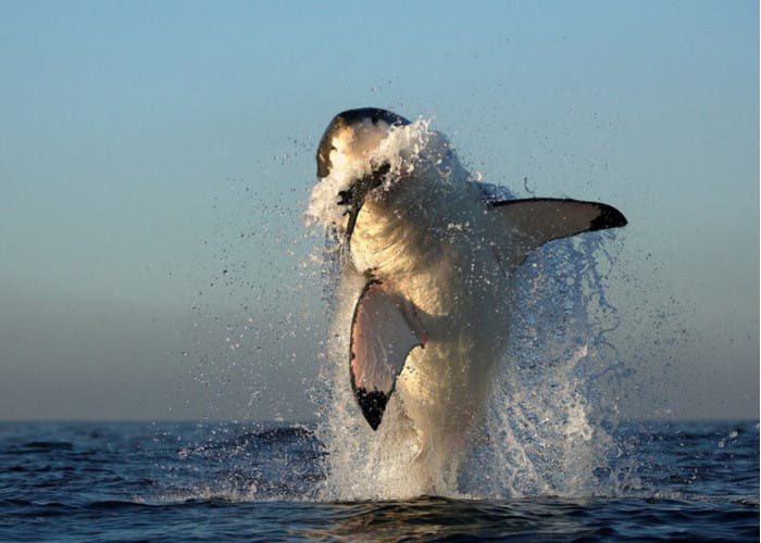 tiburón saltando por su presa
