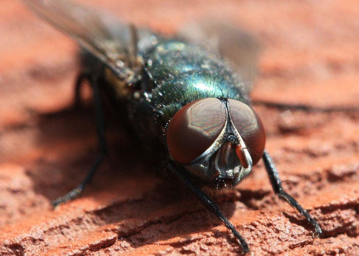 Fotografía de una mosca
