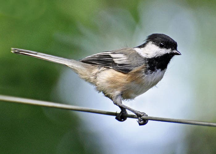 Imagen de un pájaro en un alambre