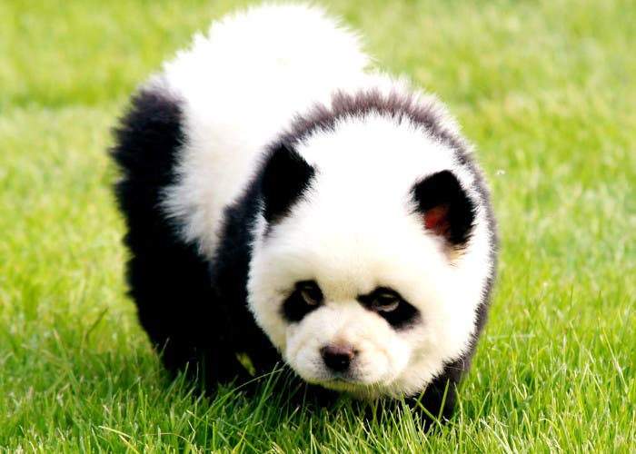 Imagen de un pandog, el perro panda