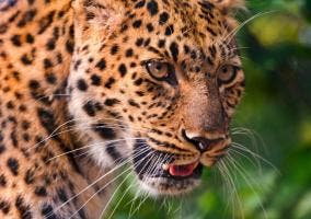 Primer plano de un leopardo