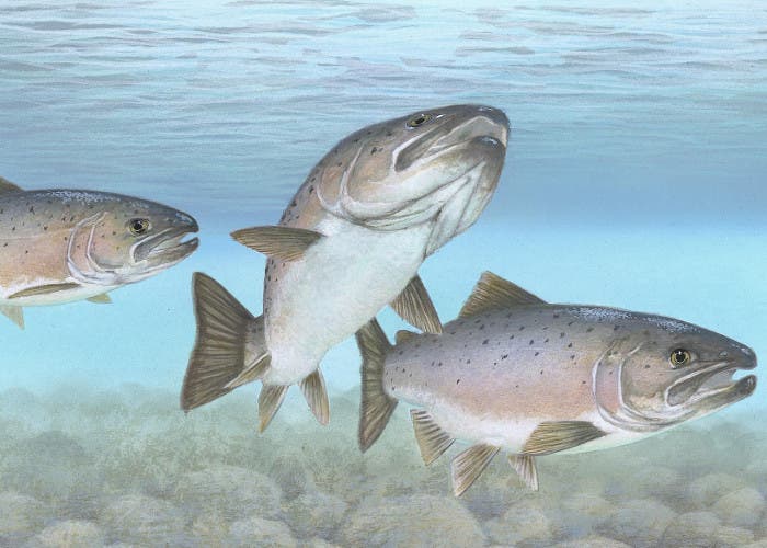 Ilustración de tres salmones