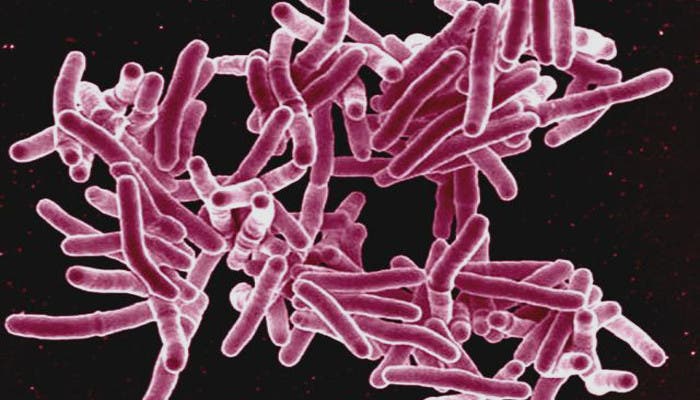 Bacteria Mycobacterium tuberculosis