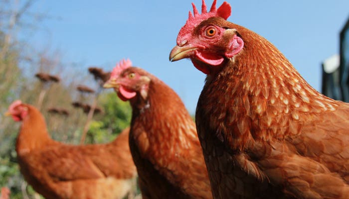 Pollos en una granja