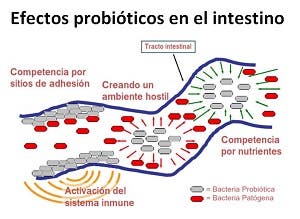 efecto probiótico