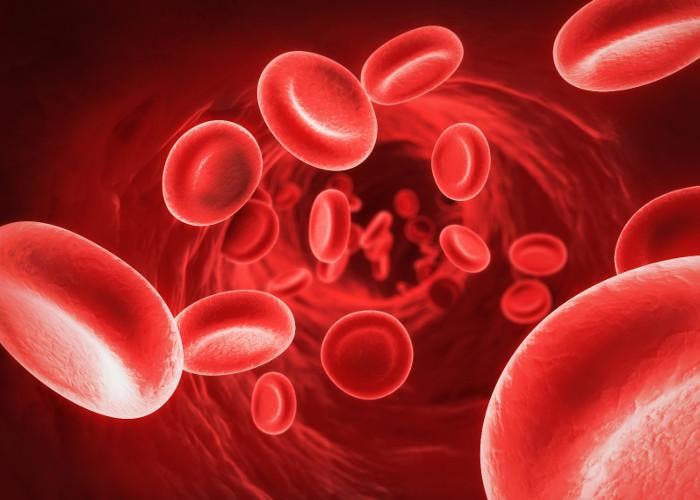 Glóbulos rojos, un componente de la sangre