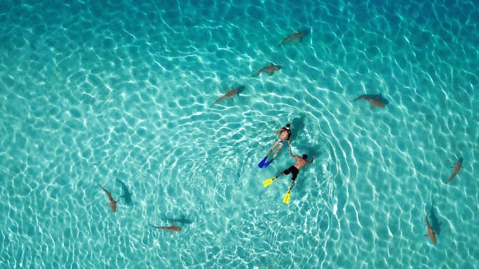 Snorkelling with sharks