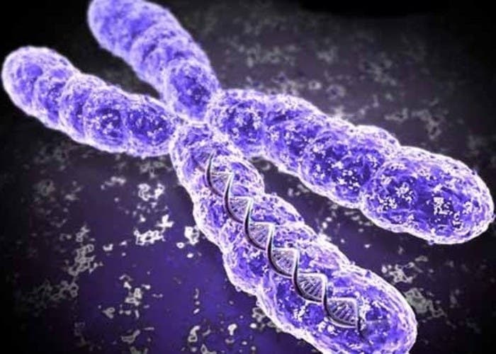 CRISPR ADN