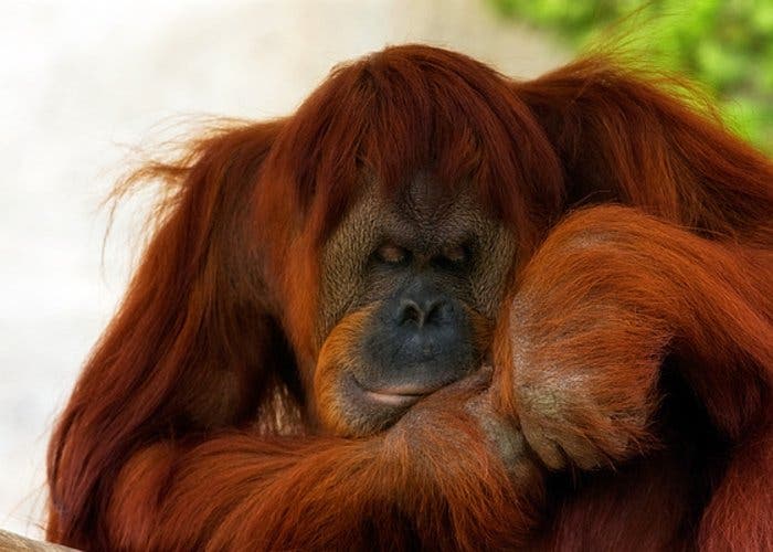 orangutan-durmiendo
