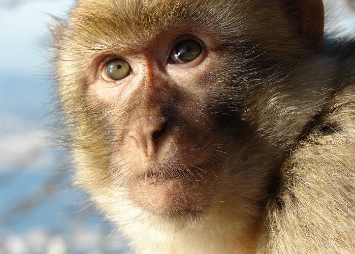 El ser humano será el responsable de la extinción de todos los primates en medio siglo