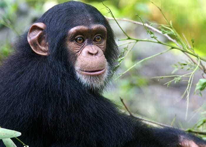 chimpancé