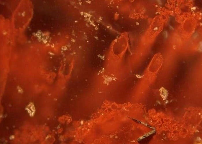 Investigadores descubren en Canadá los restos de vida más antiguos de la Tierra