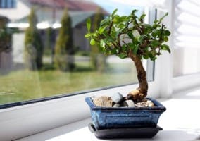 Los mejores bonsáis