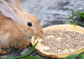 Conejo comiendo