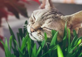 hierba para gatos