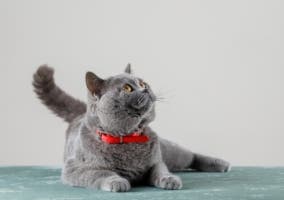 gato gris mirando asustado hacia arriba