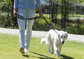 mujer paseando a un perro con una correa de entrenamiento