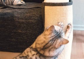 gato arañando un mueble cubierto con un protector de sofá